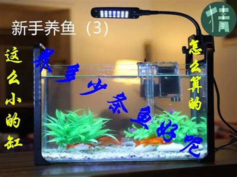 彼岸花詩詞 魚缸 魚數量